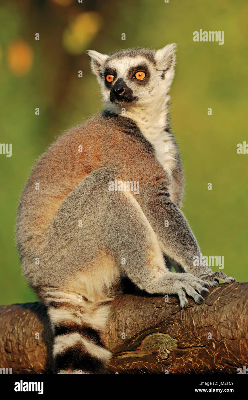 Anello-tailed Lemur, Madagascar / (Lemur catta) | Katta / (Lemur catta) Foto Stock