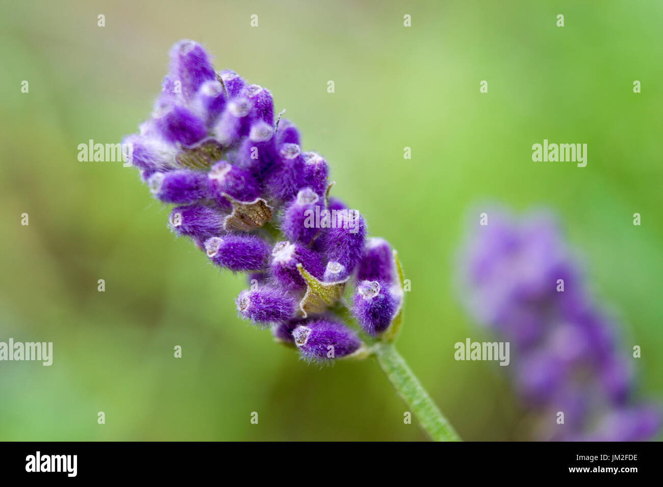 Macro di fiori di lavanda. Piccolo arbusto aromatico sempreverde della famiglia della menta, con foglie strette e fiori bluastro-porpora. Usato in profumeria, medicina. Foto Stock