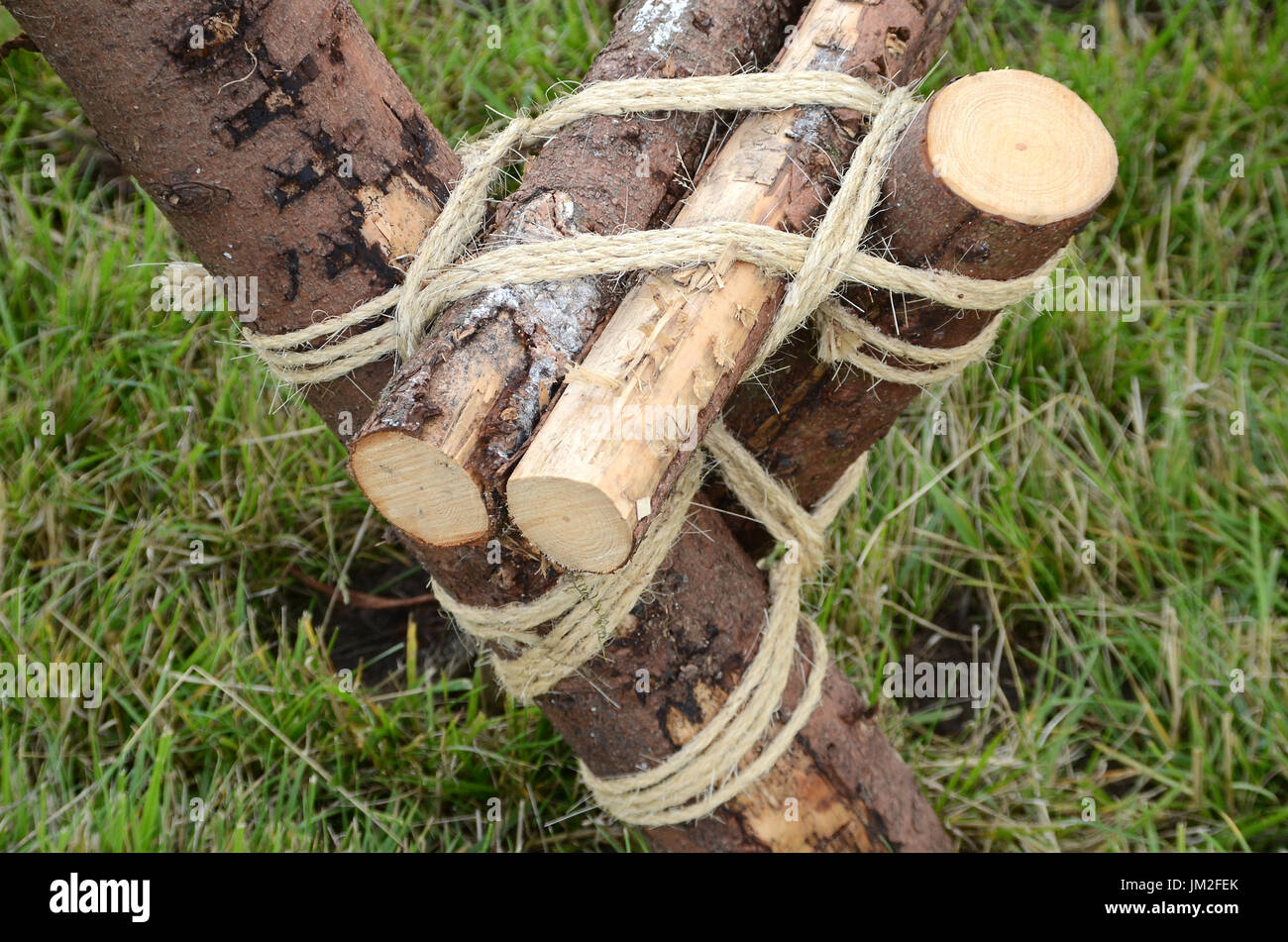Spruce steli legati insieme scout-saggio con la corda. Foto Stock