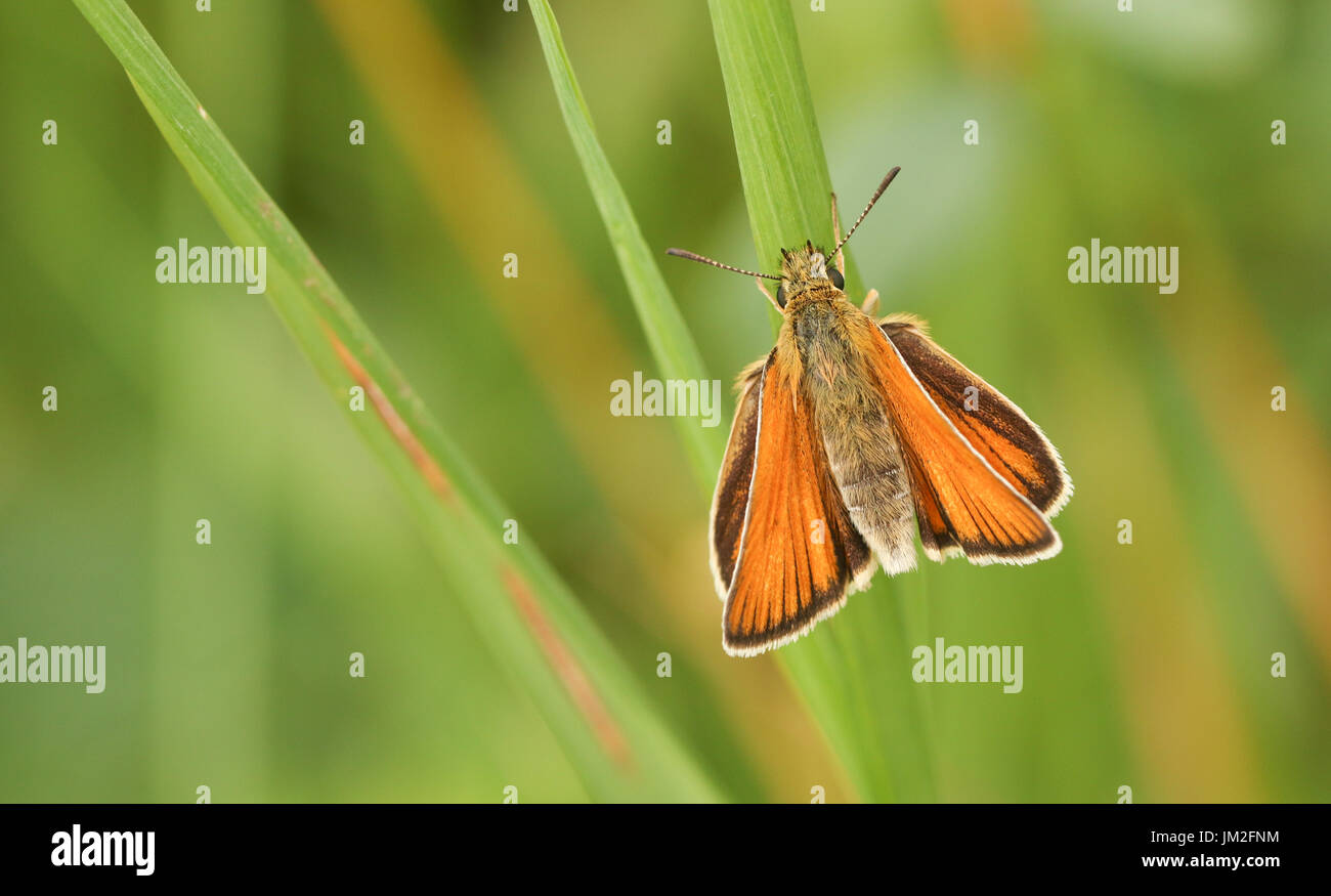 Un grazioso piccolo Skipper Butterfly (Thymelicus sylvestris) arroccato su una lama di erba. Foto Stock