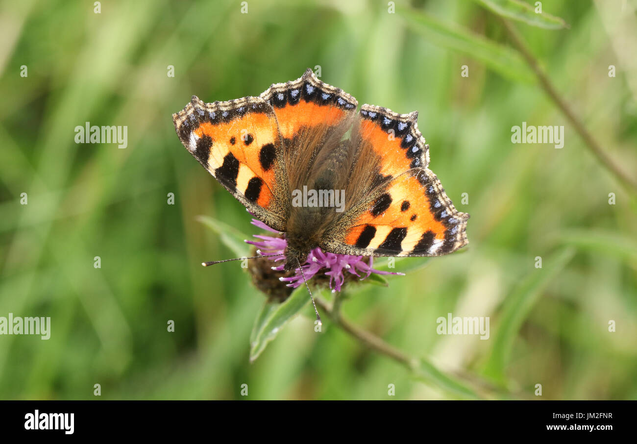 Una graziosa piccola tartaruga butterfly (Aglais urticae) nectaring su un millefiori. Foto Stock