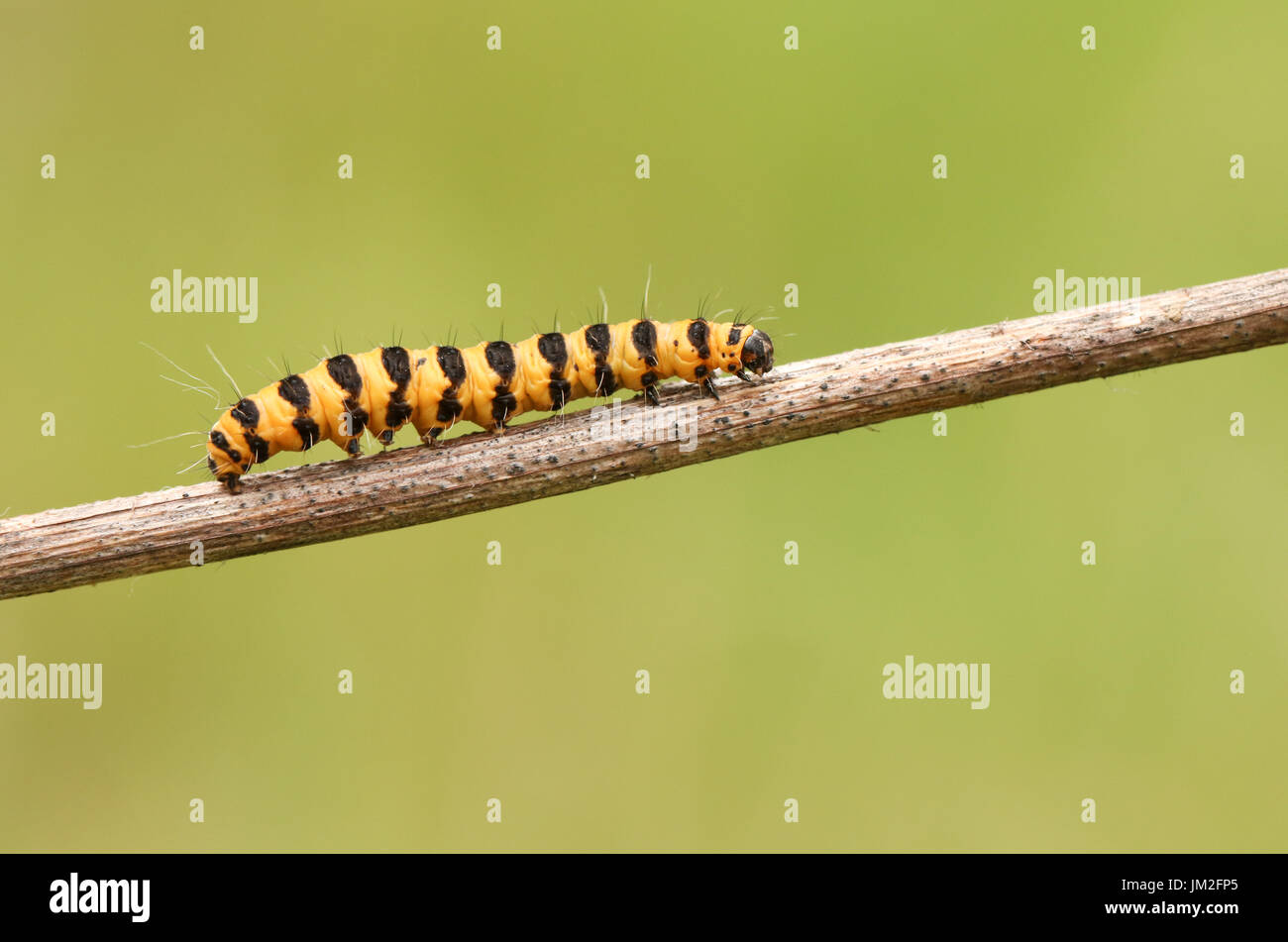 Un bel rosso cinabro moth Caterpillar (Tyria jacobaeae) camminando lungo un gambo di una pianta. Foto Stock