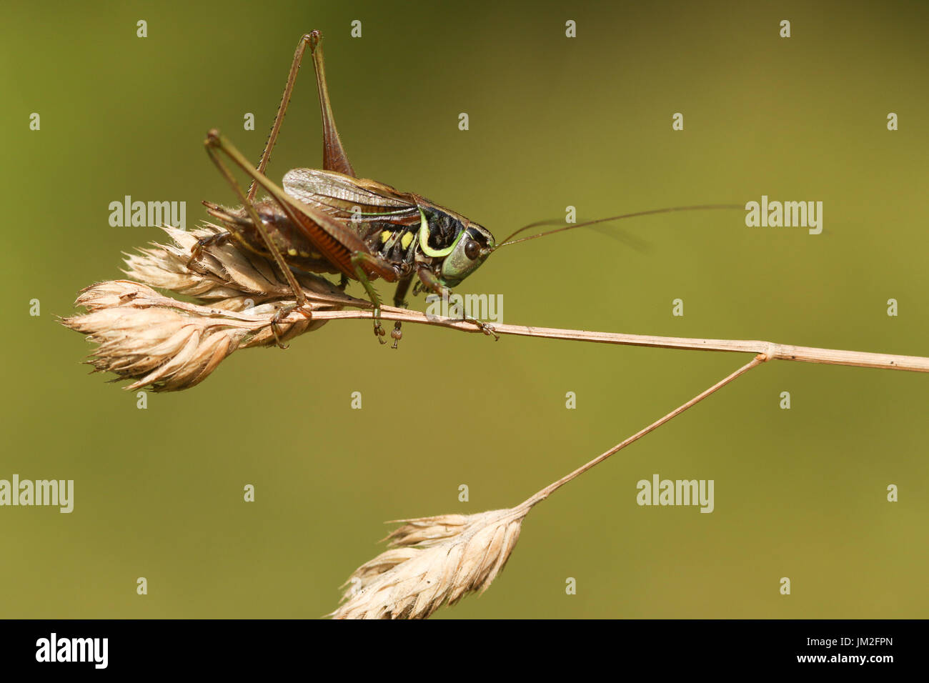 Una bella Roesel's bush Cricket (Metrioptera roeselii) arroccato su un'erba seme head. Foto Stock