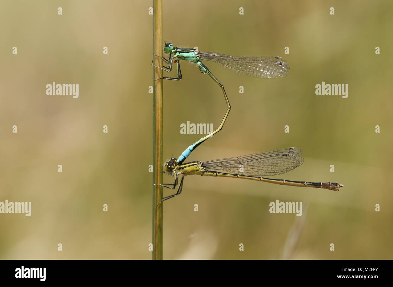 Una coppia di accoppiamento blu comune Damselfly (Enallagma cyathigerum) appollaiato su un reed. Foto Stock