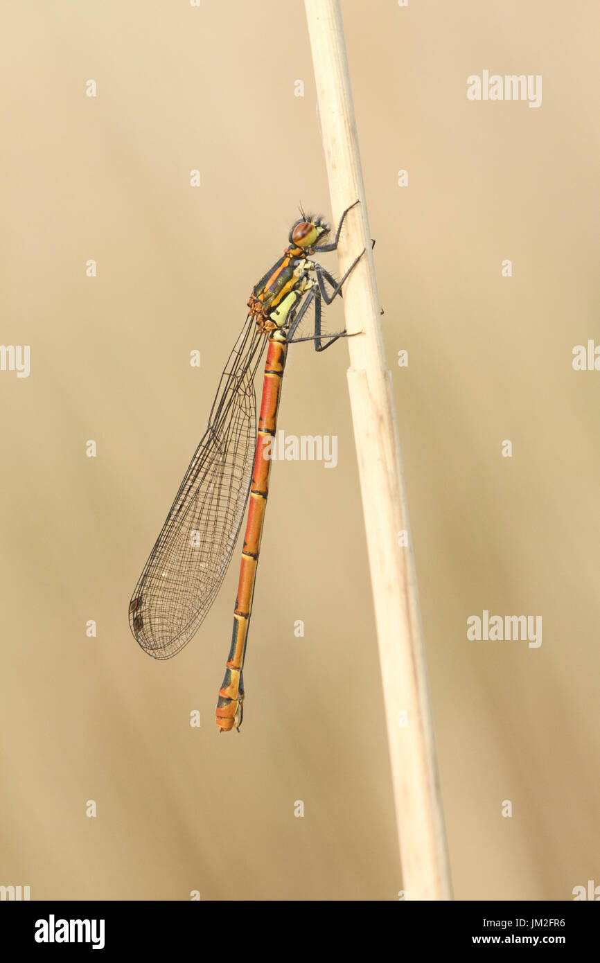 Una splendida rossa di grandi dimensioni (Damselfly Pyrrhosoma nymphula) arroccato sullo stelo di un reed. Foto Stock