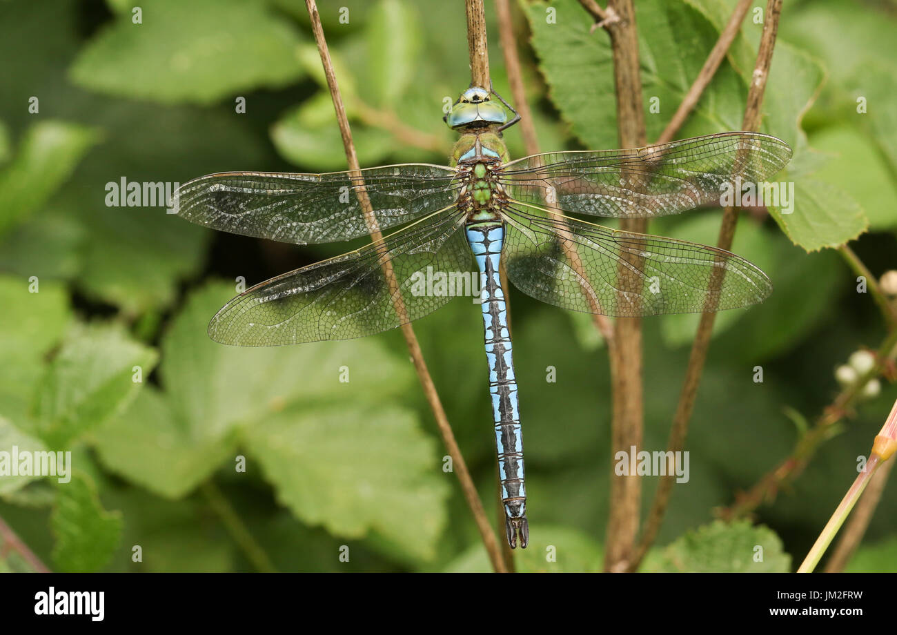 Un incredibile imperatore libellula (Anax imperator) arroccato sullo stelo di una pianta. Foto Stock