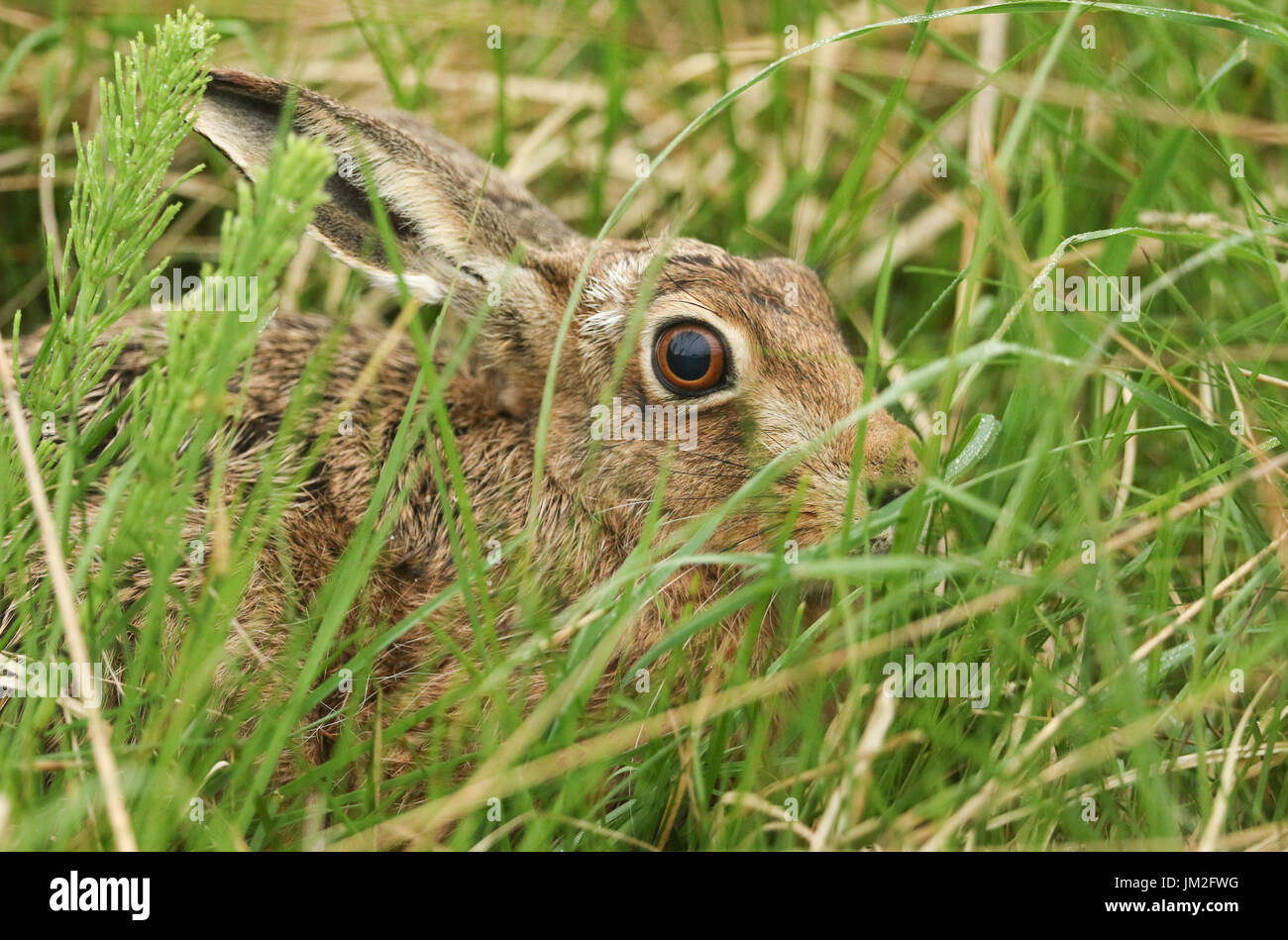 Un incredibile marrone (lepre Lepus europaeus) nasconde in erba lunga. Foto Stock