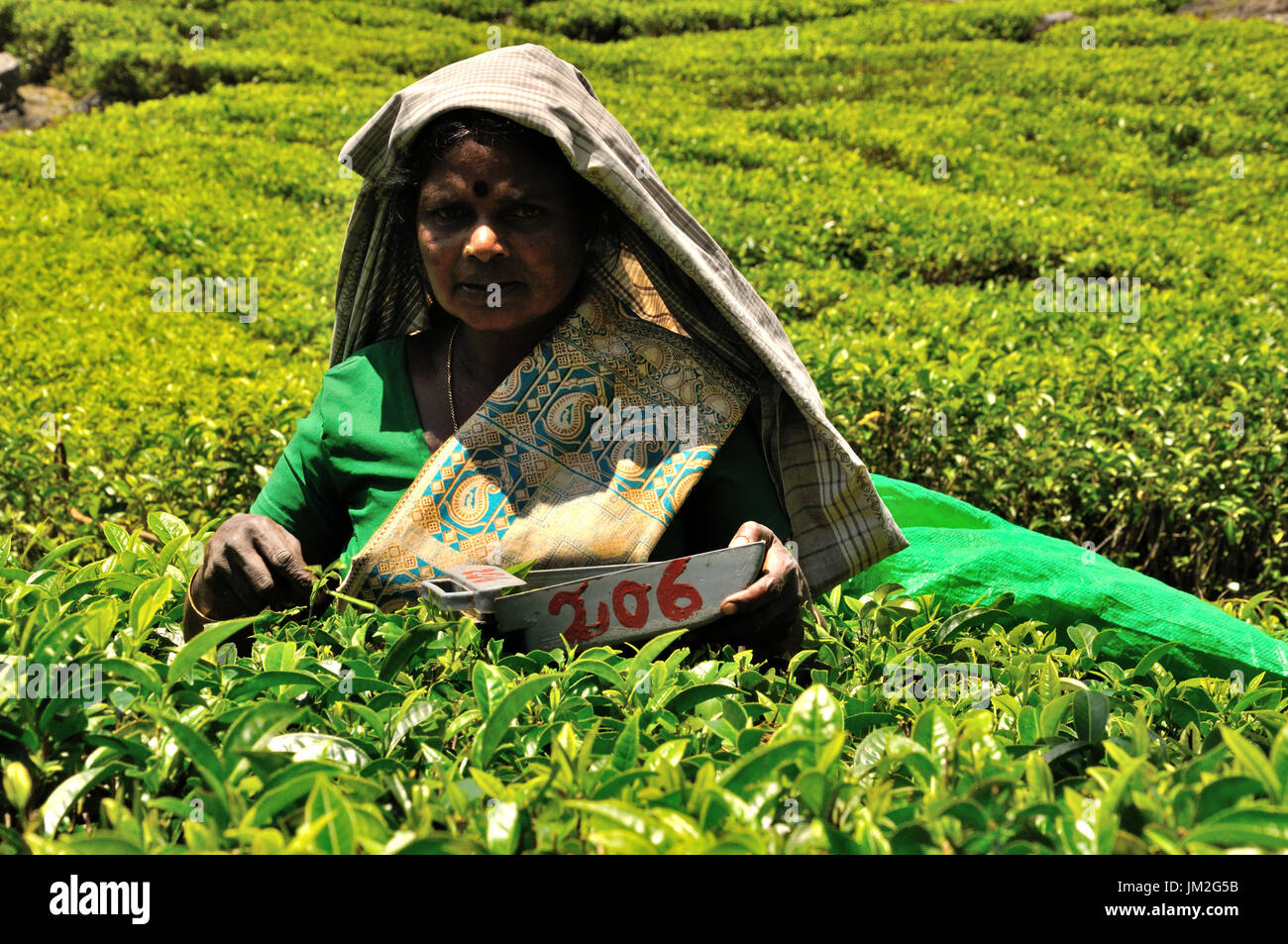 Raccoglitrice di tè (plucker) in una piantagione di tè di Sri Lanka Foto Stock