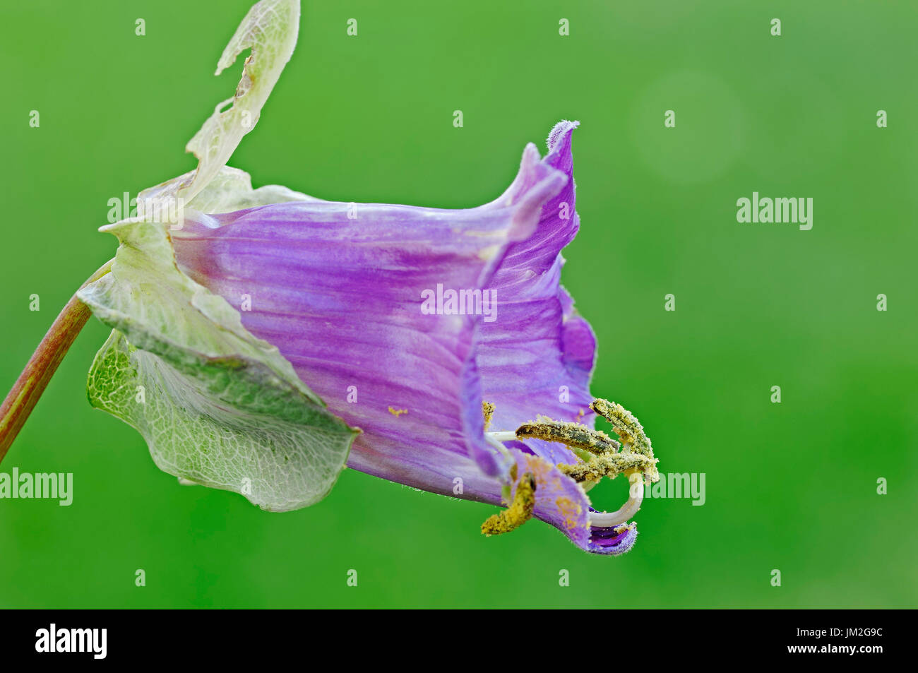 Cup-e-saucer Vine / (Cobaea scandens) / Le campane della cattedrale si | Glockenrebe / (Cobaea scandens) / Glockenwinde, Krallenwinde Foto Stock