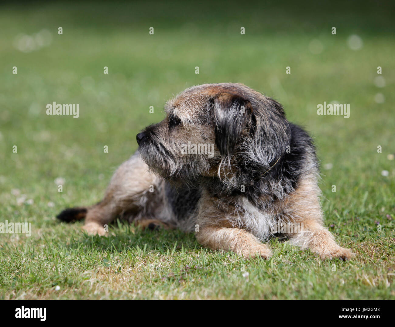 Border terrier cane in giardino nel Regno Unito Foto Stock