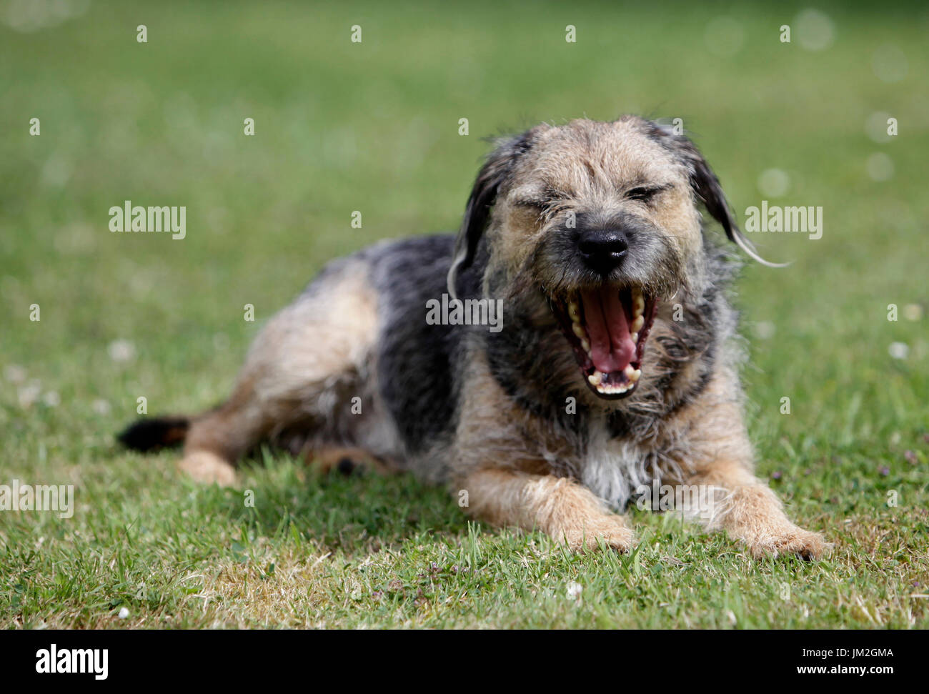 Border terrier dog, che sbadiglia in un giardino nel regno unito Foto Stock