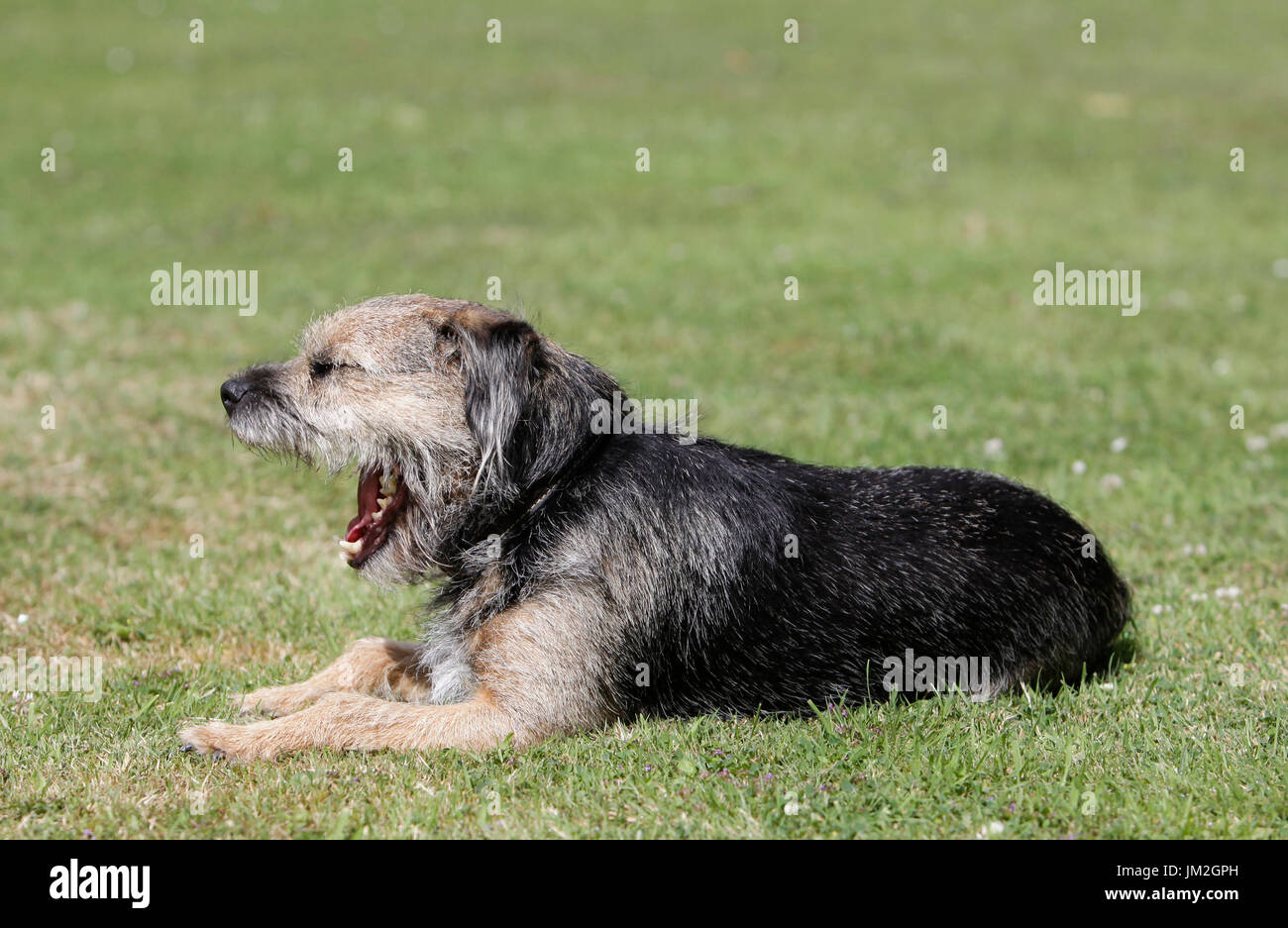 Border terrier cane in giardino nel Regno Unito Foto Stock