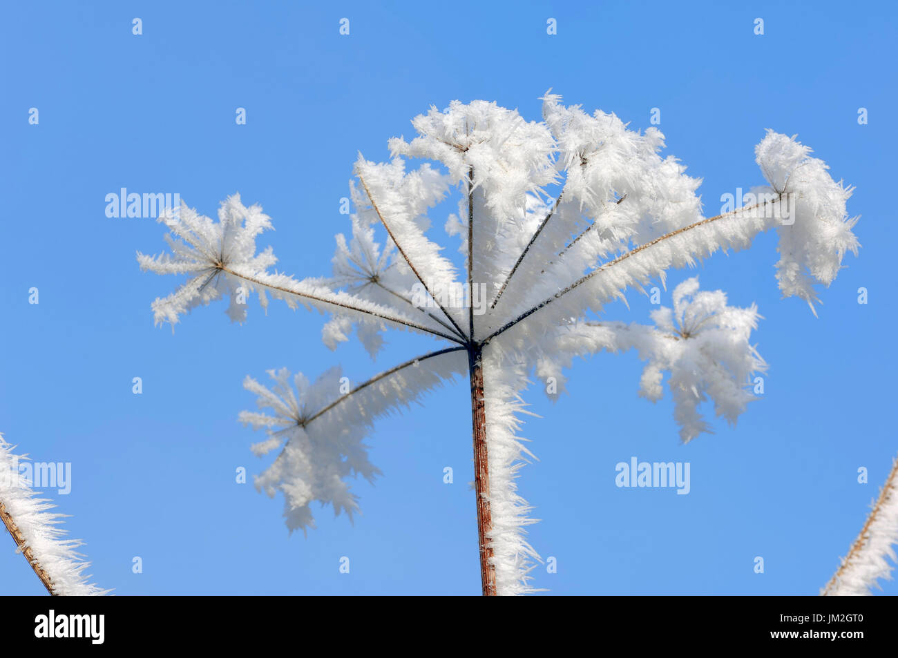 Brina coperto Wild carota, Renania settentrionale-Vestfalia, Germania / (Daucus carota) | Wilde Moehre mit Raureif Foto Stock