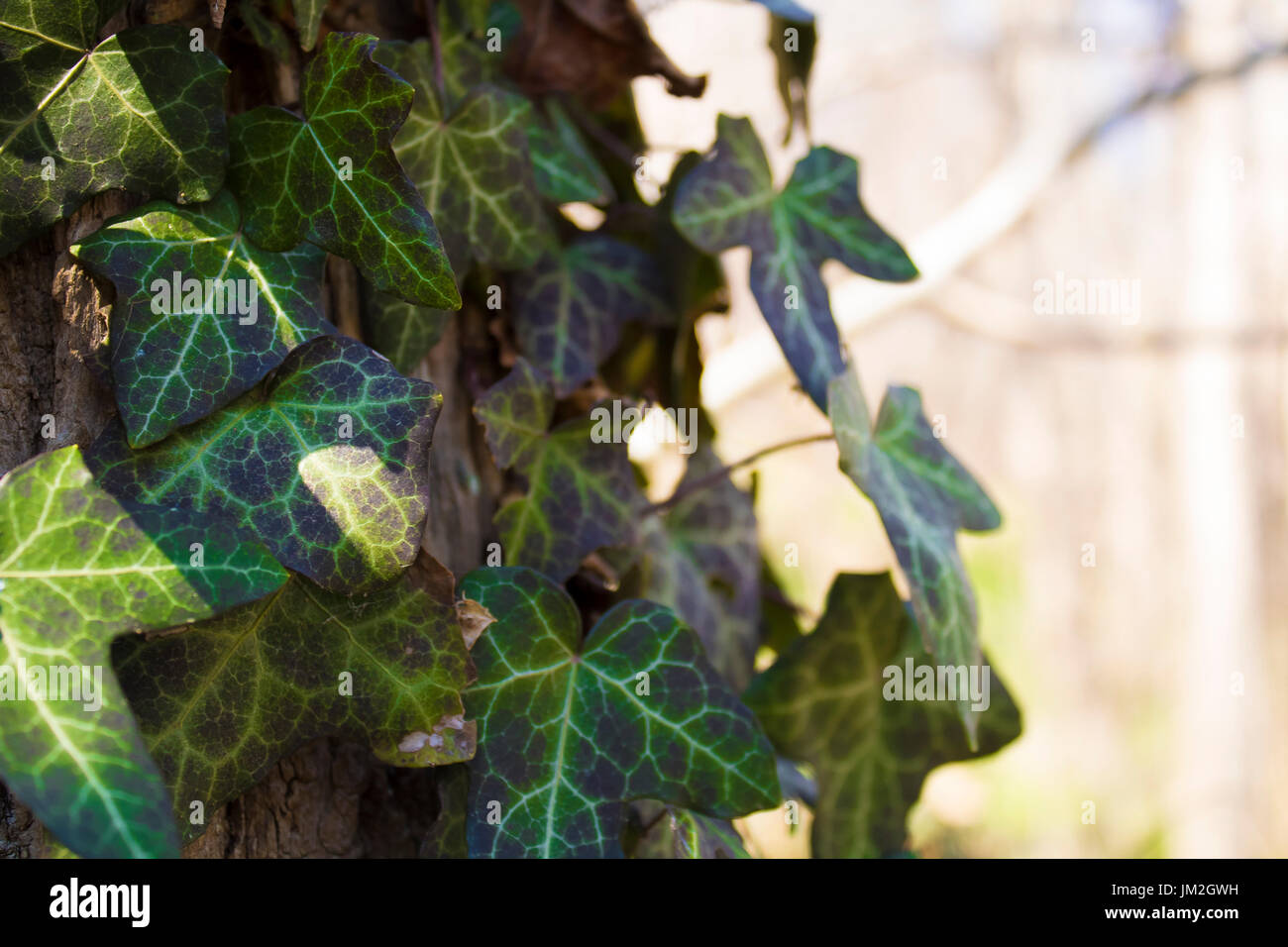 Poison Ivy nella foresta vicino Foto Stock