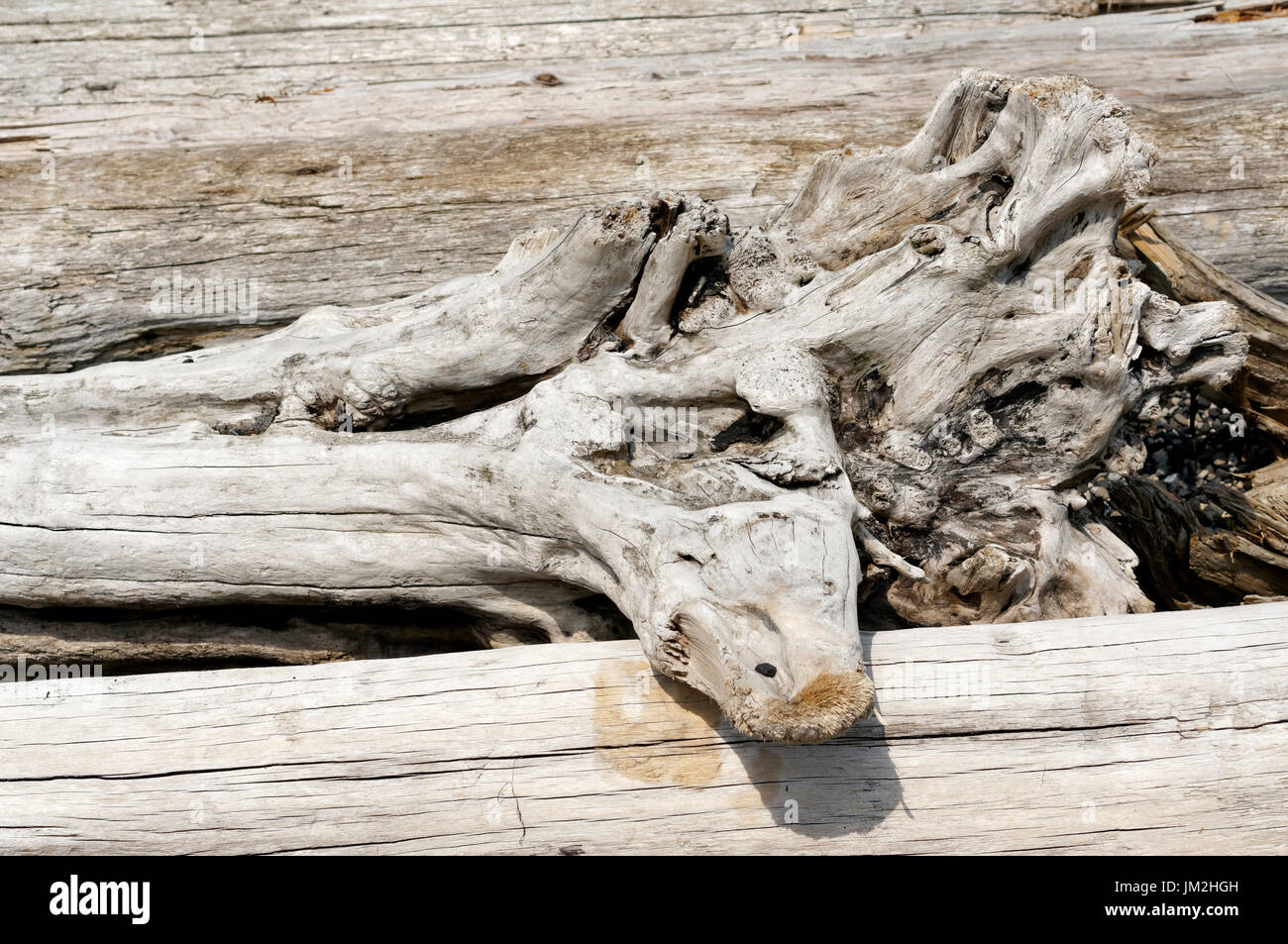 Close-up di nodose weathered driftwood sull isola di Bowen vicino a Vancouver, British Columbia, Canada Foto Stock