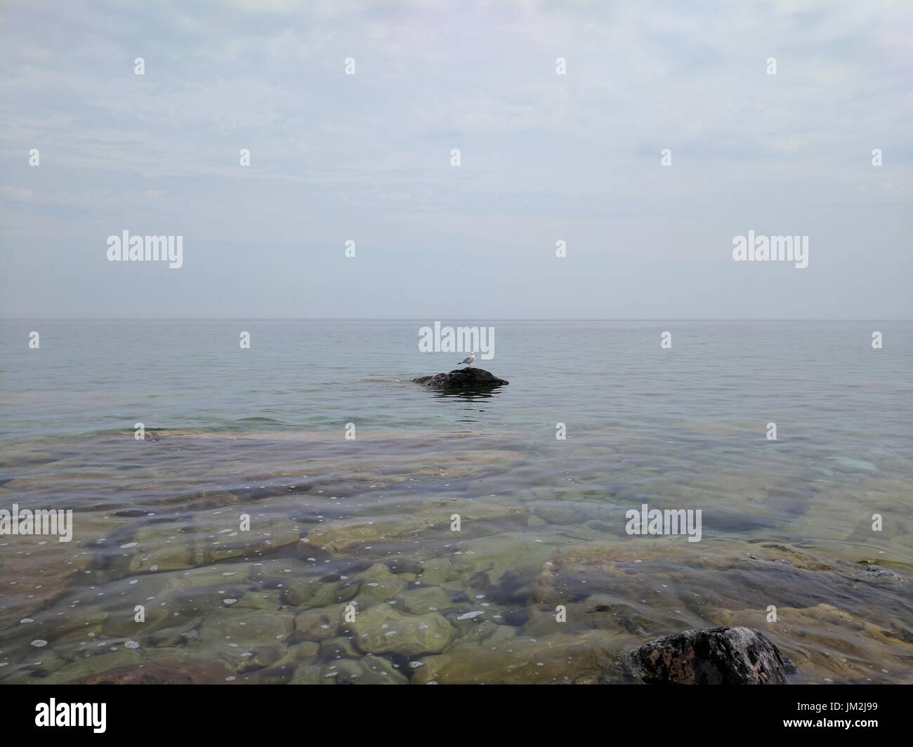 Tutti gli occhi su il gabbiano (Lago Huron, Ontario, Canada) Foto Stock