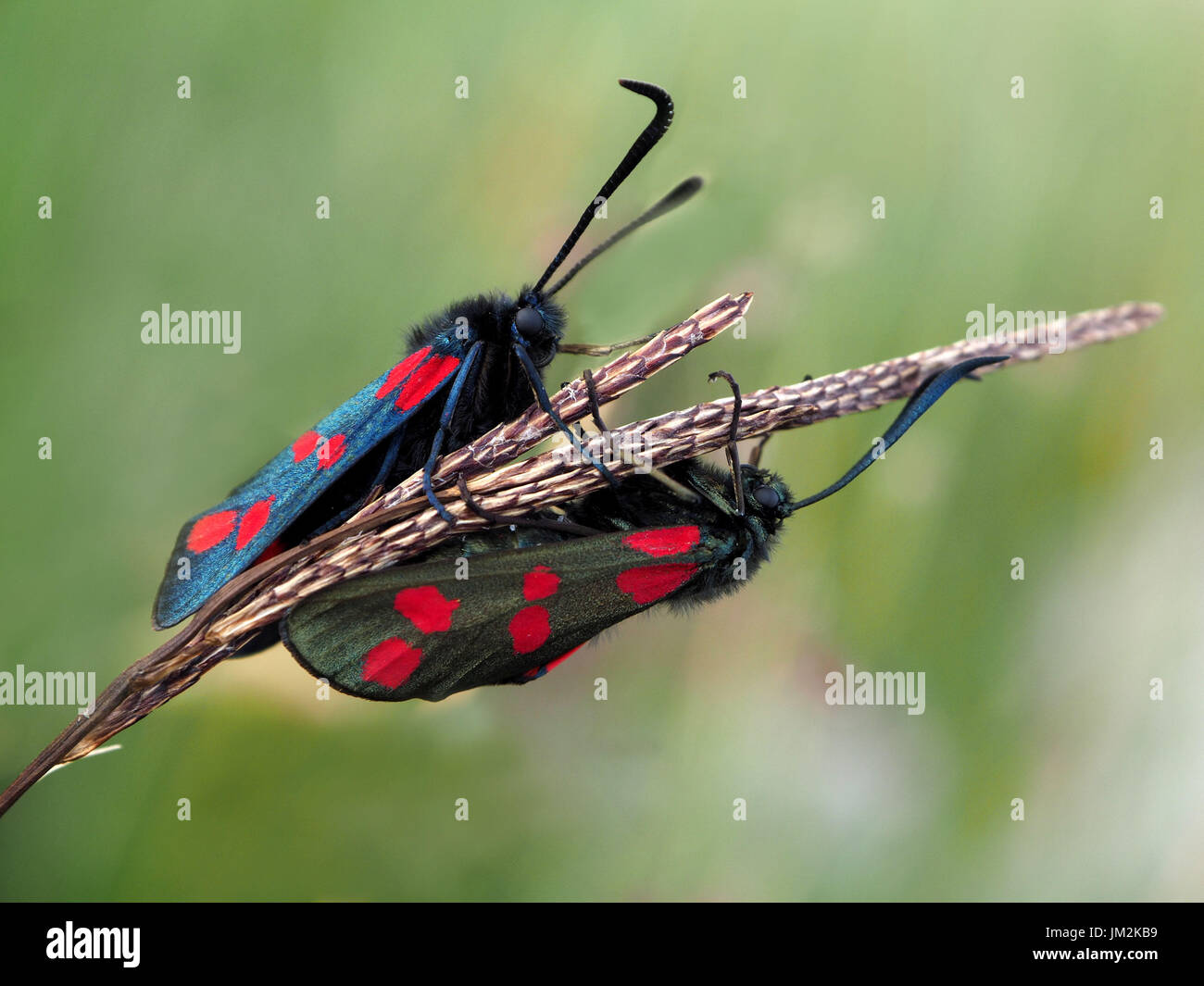 Due iridescenza blu-nero/verde-nero giorno-battenti sei-spot Burnett falene (Zygaena filipendulae) sui semi-teste di erba la levetta in Cumbria,Inghilterra REGNO UNITO Foto Stock