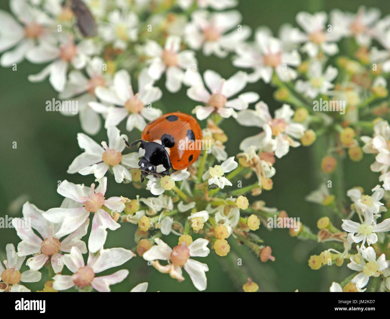 Ladybird o ladybug (Coccinella 7-punctata) insetti di caccia sul composito & Bianco fiore rosa testa della Wild carota (Daucus carota) in Cumbria, Inghilterra Foto Stock