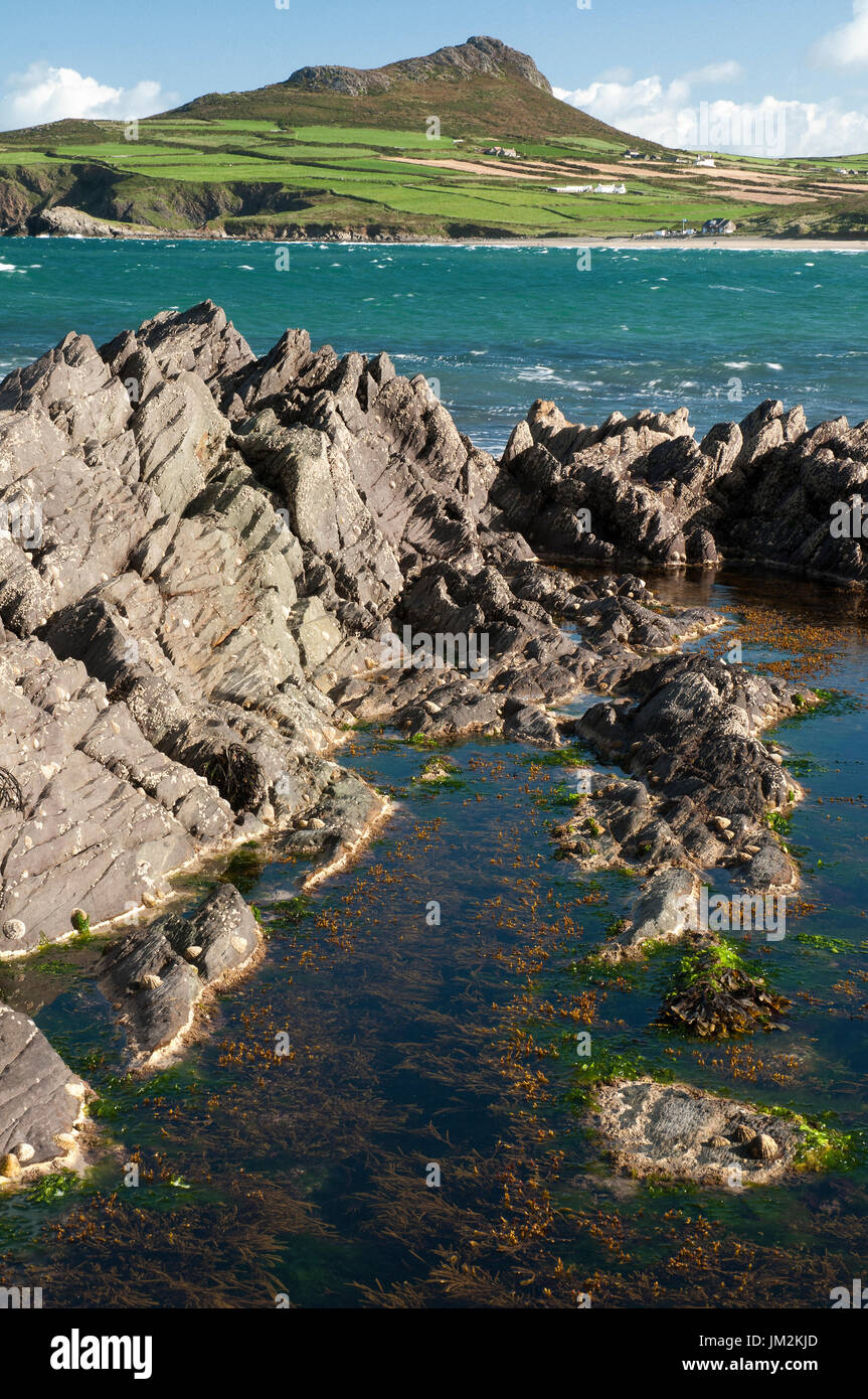 Una vista in lontananza Whitesands bay con il picco di carn Llidi dietro, Pembrokeshire da Porthselau spiaggia con coste rocciose in primo piano. Foto Stock