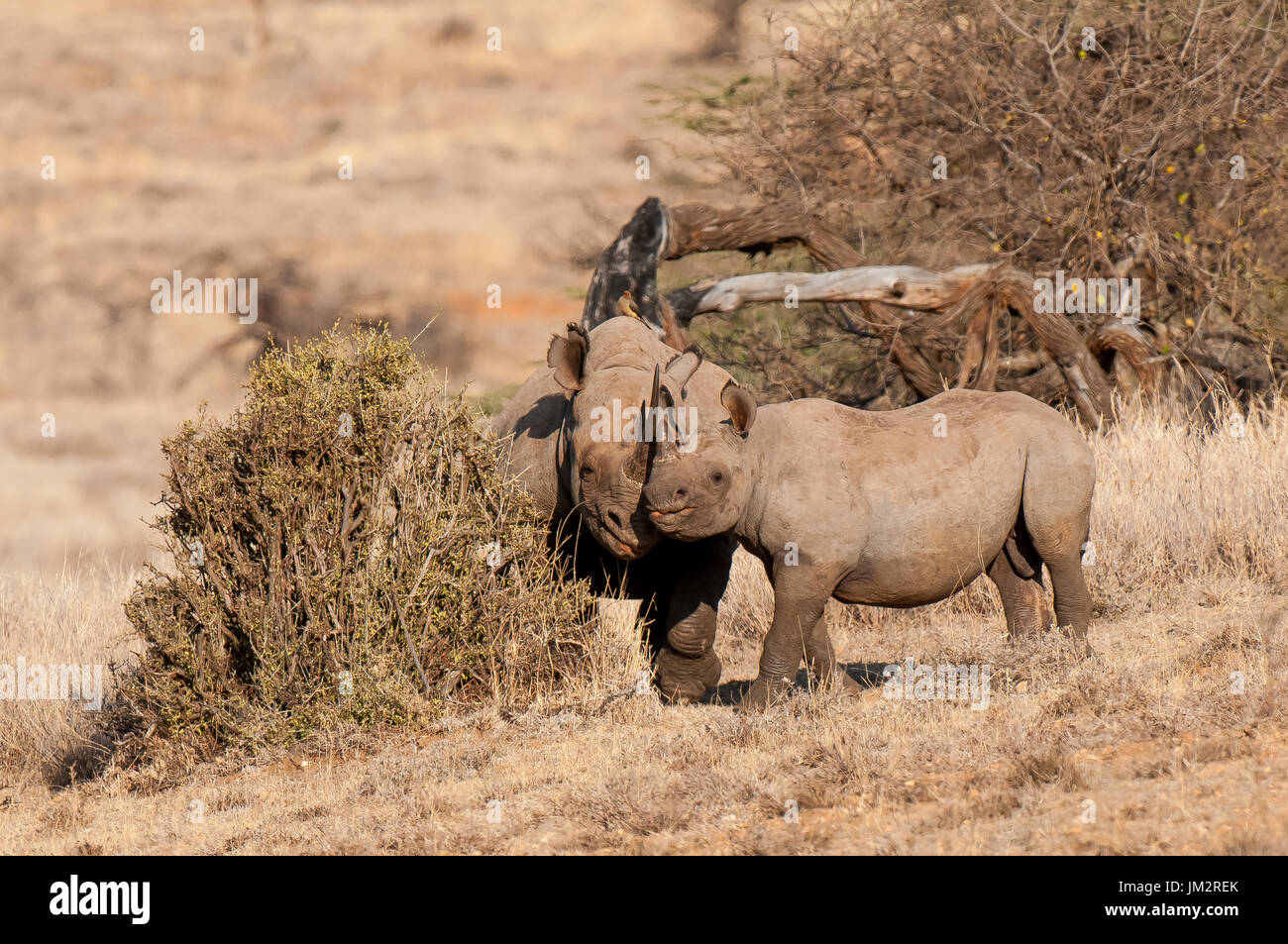Rinoceronte nero e del polpaccio. Diceros simum. Kenya Foto Stock