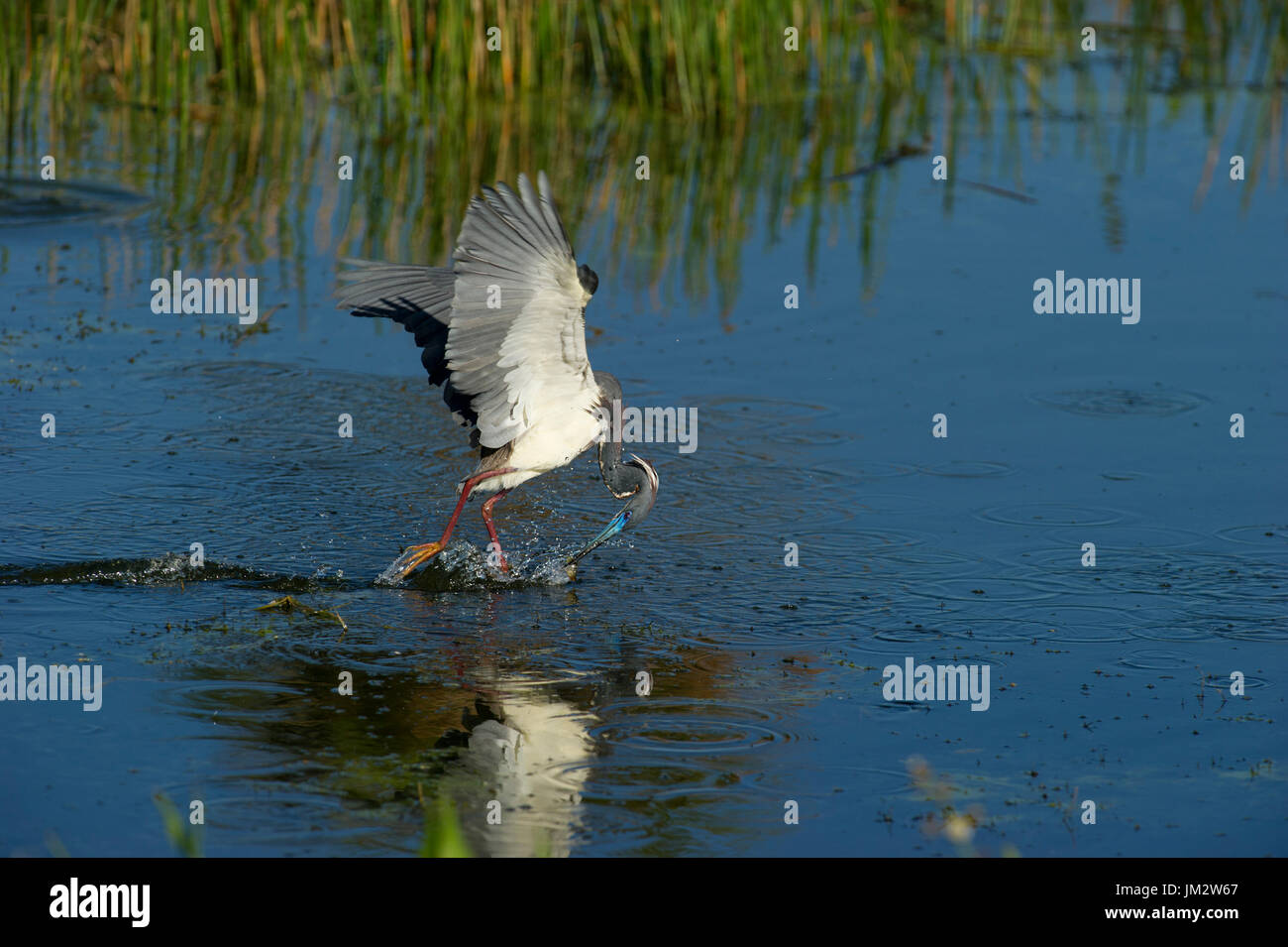 Airone tricolore Egretta pesca tricolore sulla piscina Viera Zone Umide Florida USA Foto Stock
