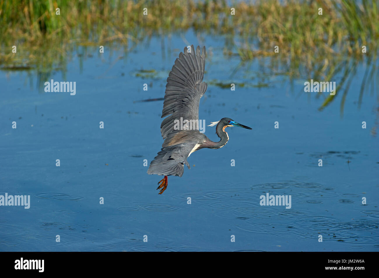 Airone tricolore Egretta pesca tricolore sulla piscina Viera Zone Umide Florida USA Foto Stock