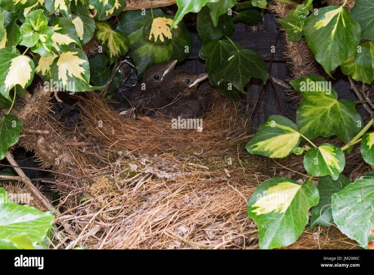 Merlo Turdus merula 3 pulcini vicino al giovane a nido di edera in giardino Holt Norfolk Luglio Foto Stock