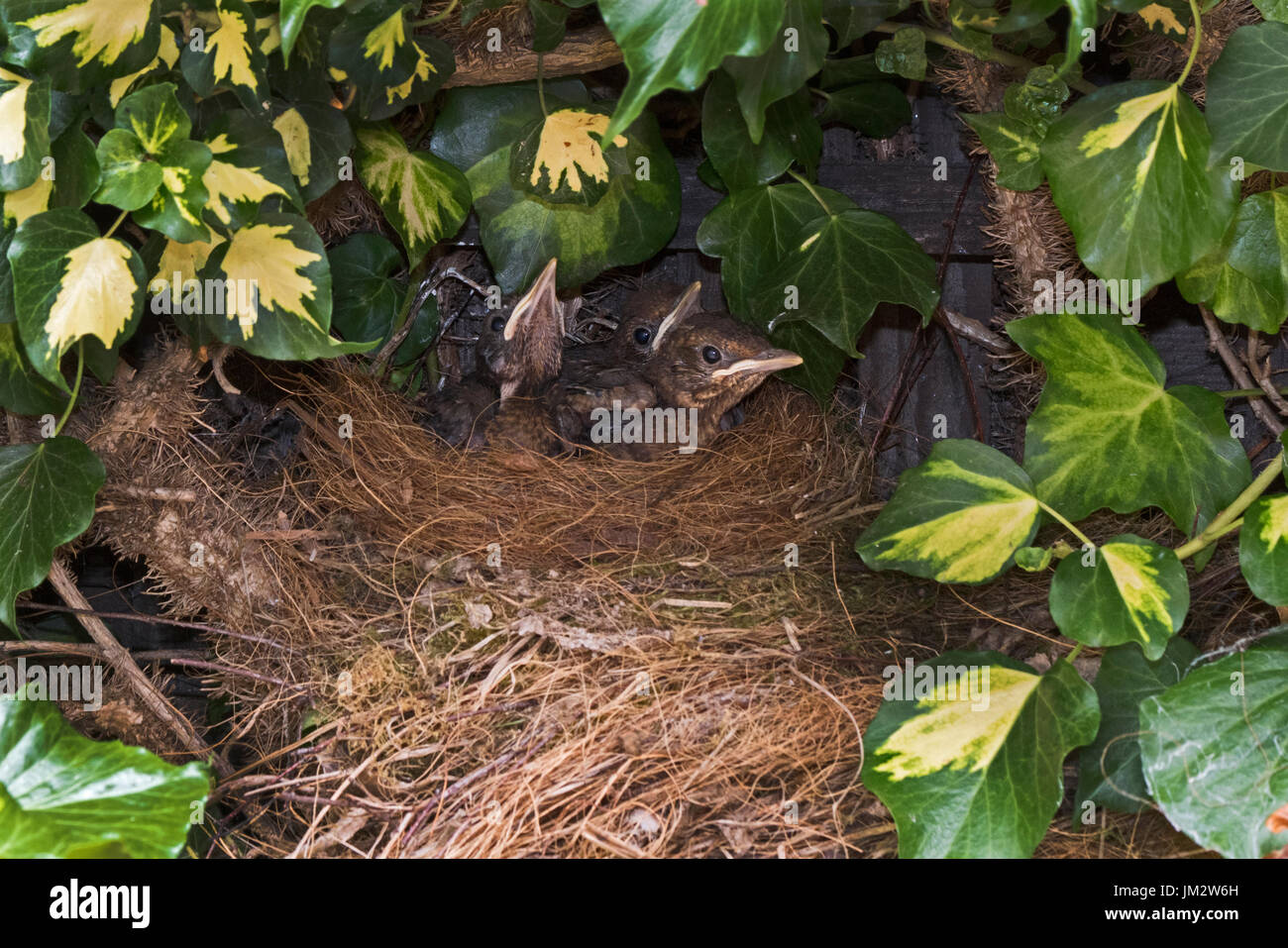 Merlo Turdus merula 3 pulcini vicino al giovane a nido di edera in giardino Holt Norfolk Luglio Foto Stock