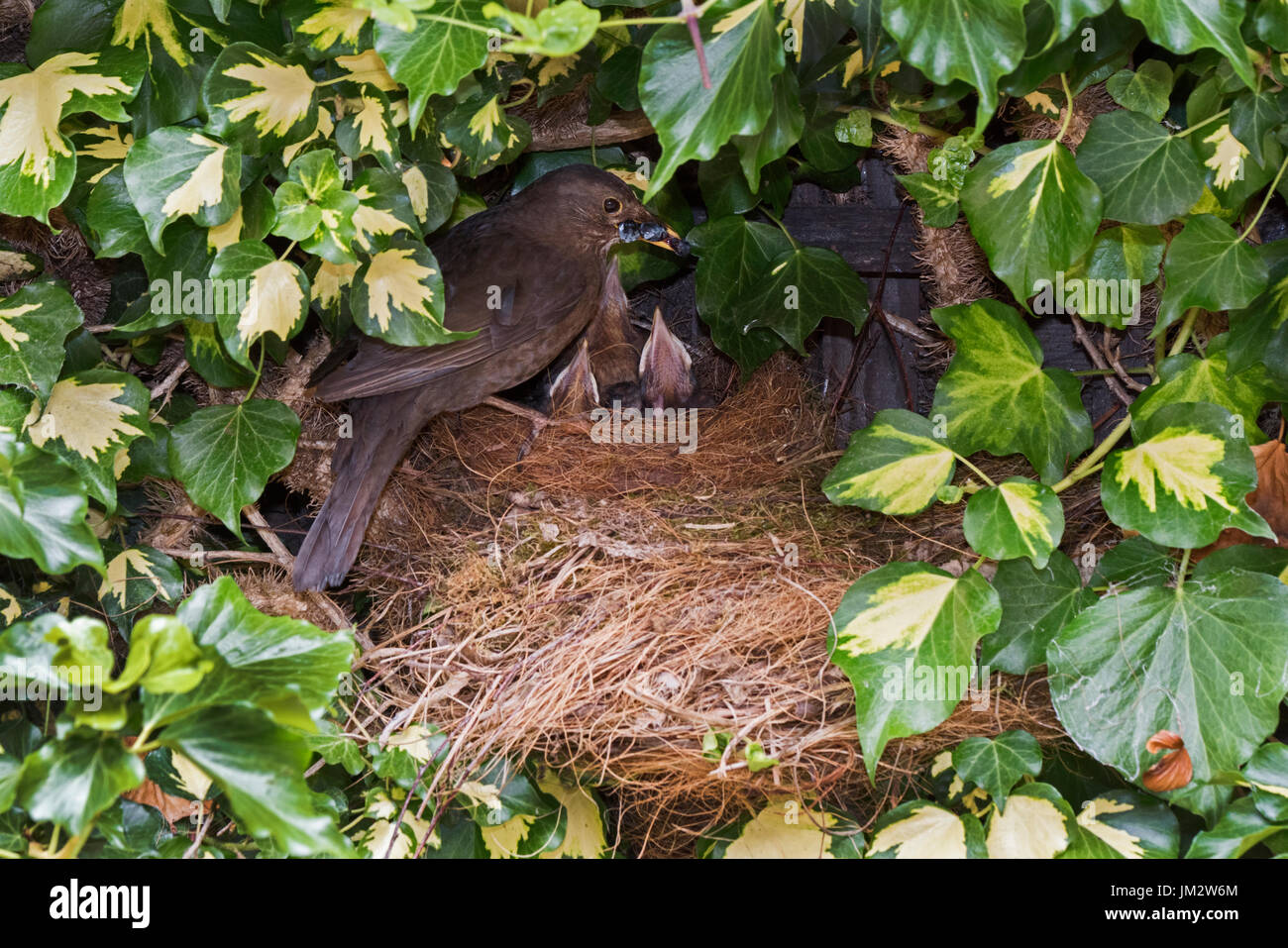 Merlo Turdus merula alimentazione femmina 3 pulcini vicino al giovane a nido di edera in giardino Holt Norfolk Luglio Foto Stock