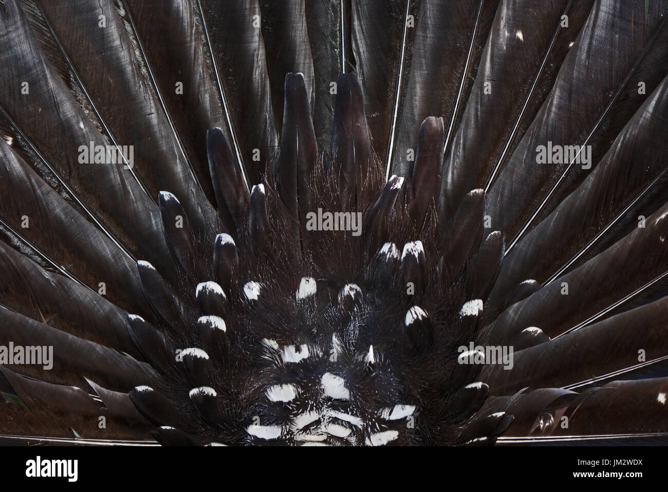 Western Capercaillie Tetrao urogallus dettaglio della coda del maschio nel programma di riproduzione in cattività Pirenei spagnoli Foto Stock