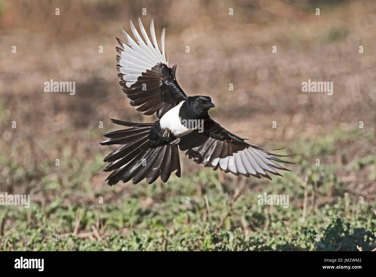 Eurasian Gazza Pica pica Spagna inverno Foto Stock