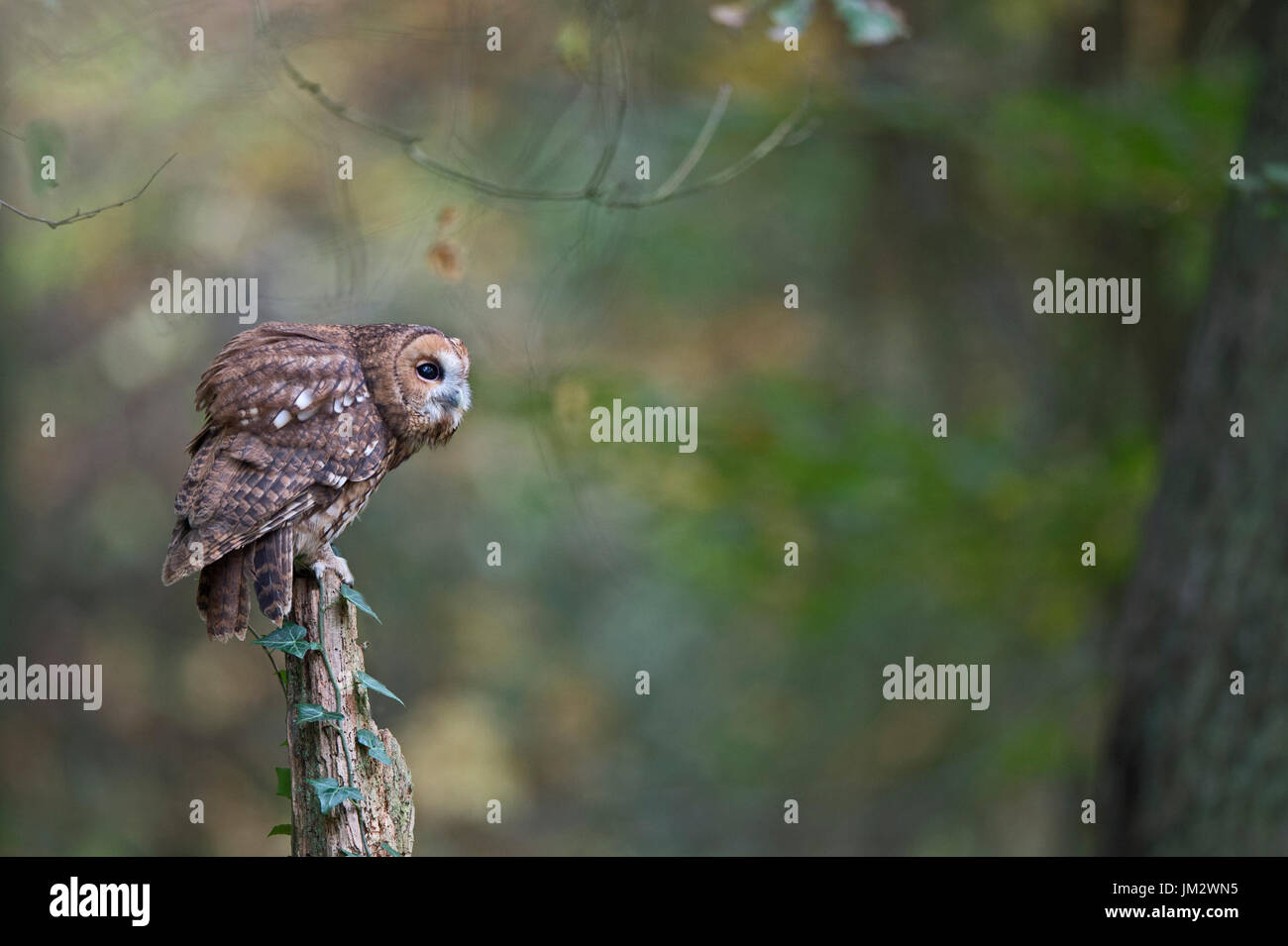 Allocco Strix aluco, Oxfordshire autunno (C) Foto Stock
