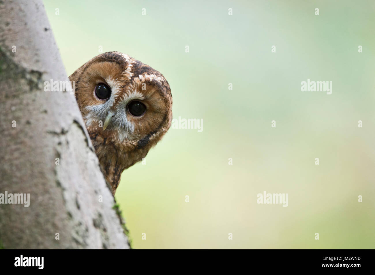 Allocco Strix aluco, Oxfordshire autunno (C) Foto Stock