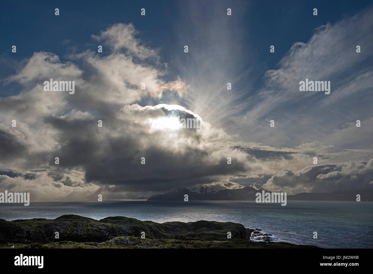 Albatro errante Diomeda exulans isola Albatross, la Baia delle Isole della Georgia del Sud Foto Stock