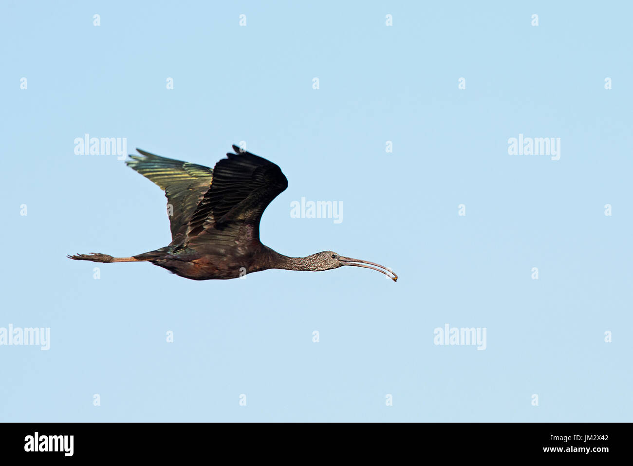 Ibis lucido Plegadis falcinellus Hila Israele Foto Stock