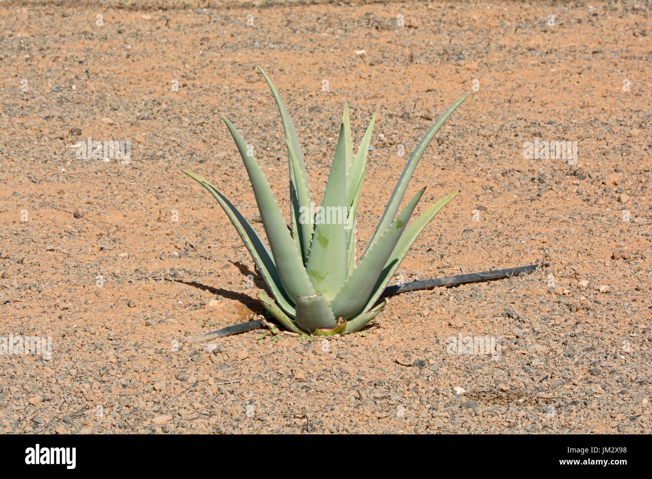 Aloe vera coltivazione in Fuerteventura, Isole Canarie, Spagna, Europa Foto Stock