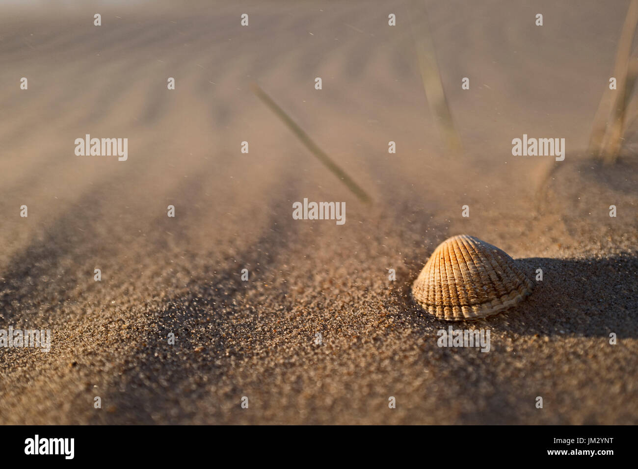 Shell e soffiaggio di sabbia sulla spiaggia, Holkham Riserva Naturale Nazionale, North Norfolk Foto Stock