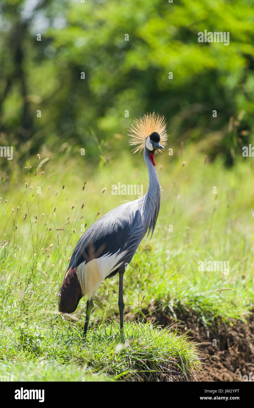 Grey Crowned Crane (Balearica regulorum), uccello nazionale di Uganda, in piedi da erba alta, il Parco Nazionale di Nairobi, Kenya Foto Stock
