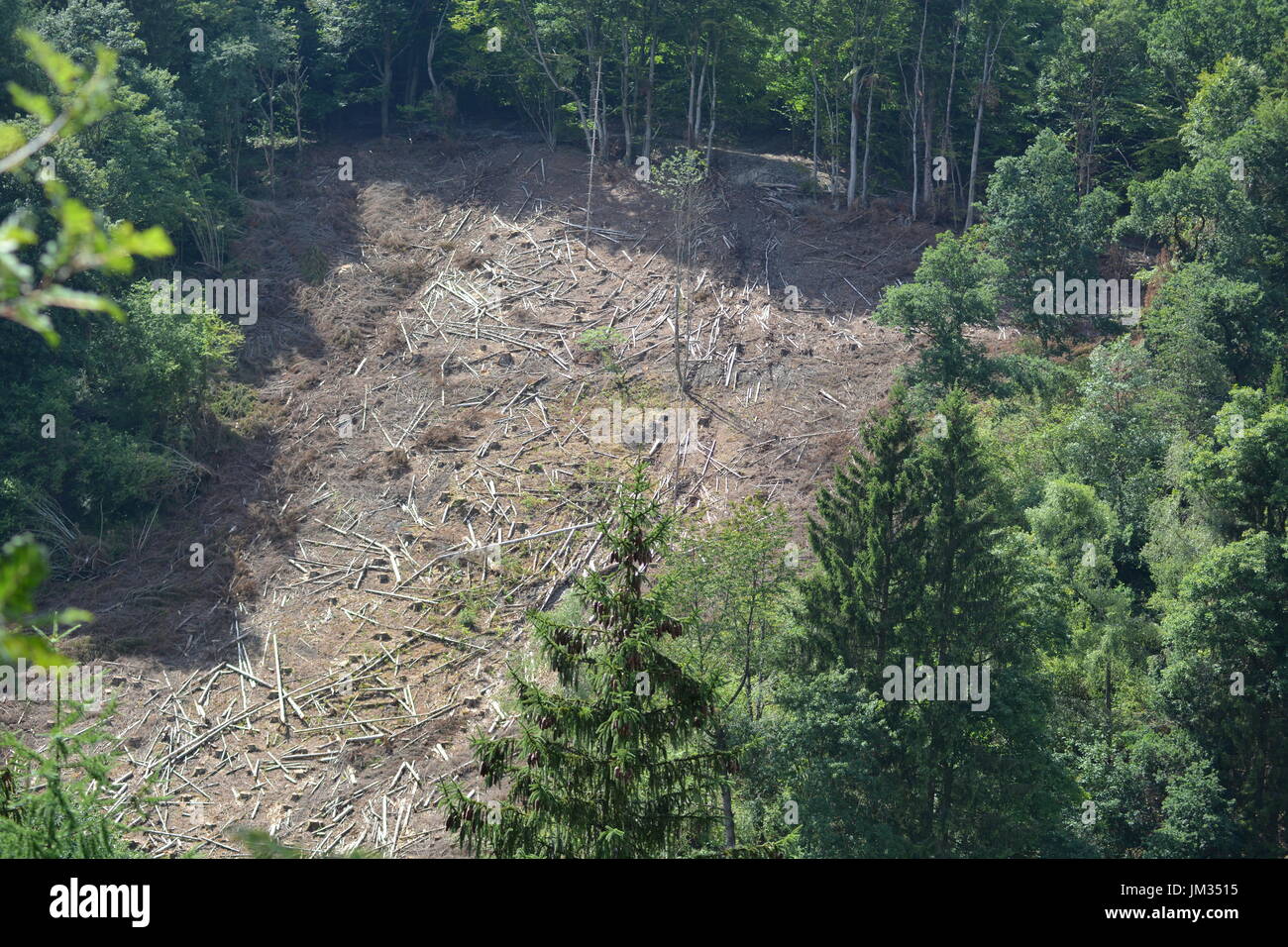 Kall, Germania - 21 Luglio 2017 - danni da vento nella foresta in tedesco Eifel Foto Stock