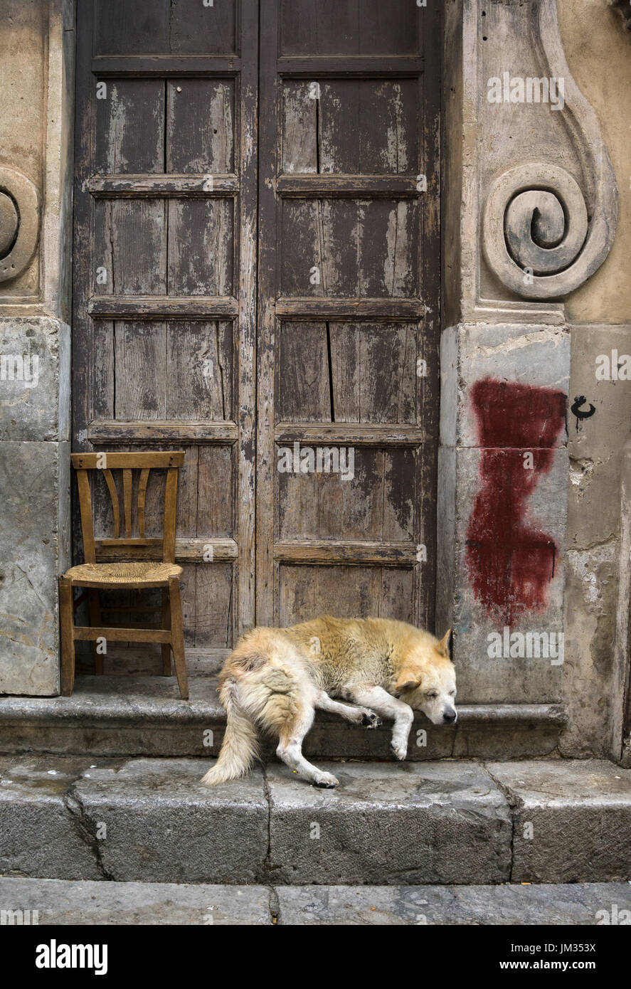 Cane dorme in una chiesa barocca porta in Via Porto Carini, Capo, mercato centrale di Palermo. Foto Stock