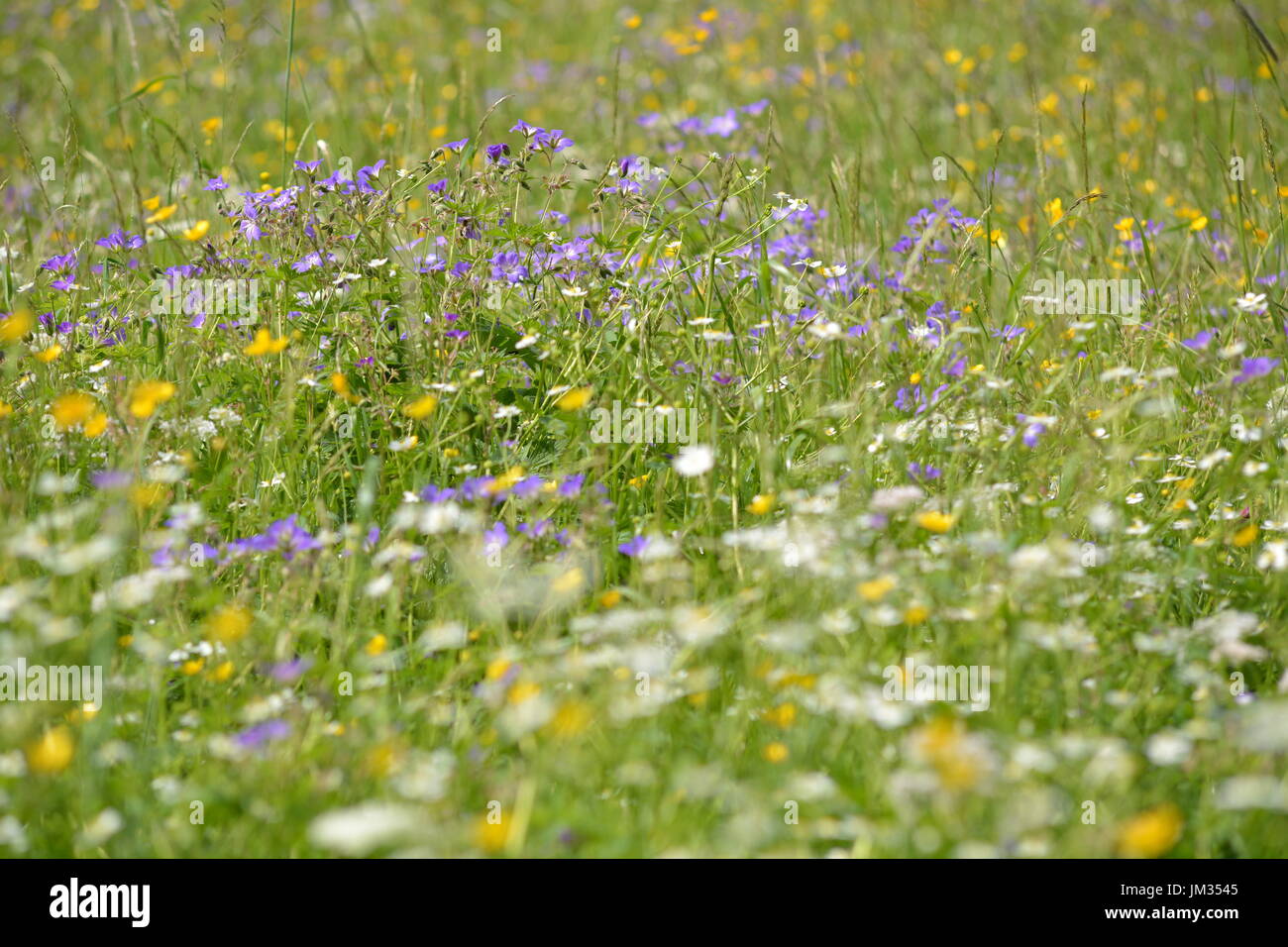 Berchtesgaden, Germania - 8 giugno 2017 - splendidi fiori in tedesco Alpi Foto Stock