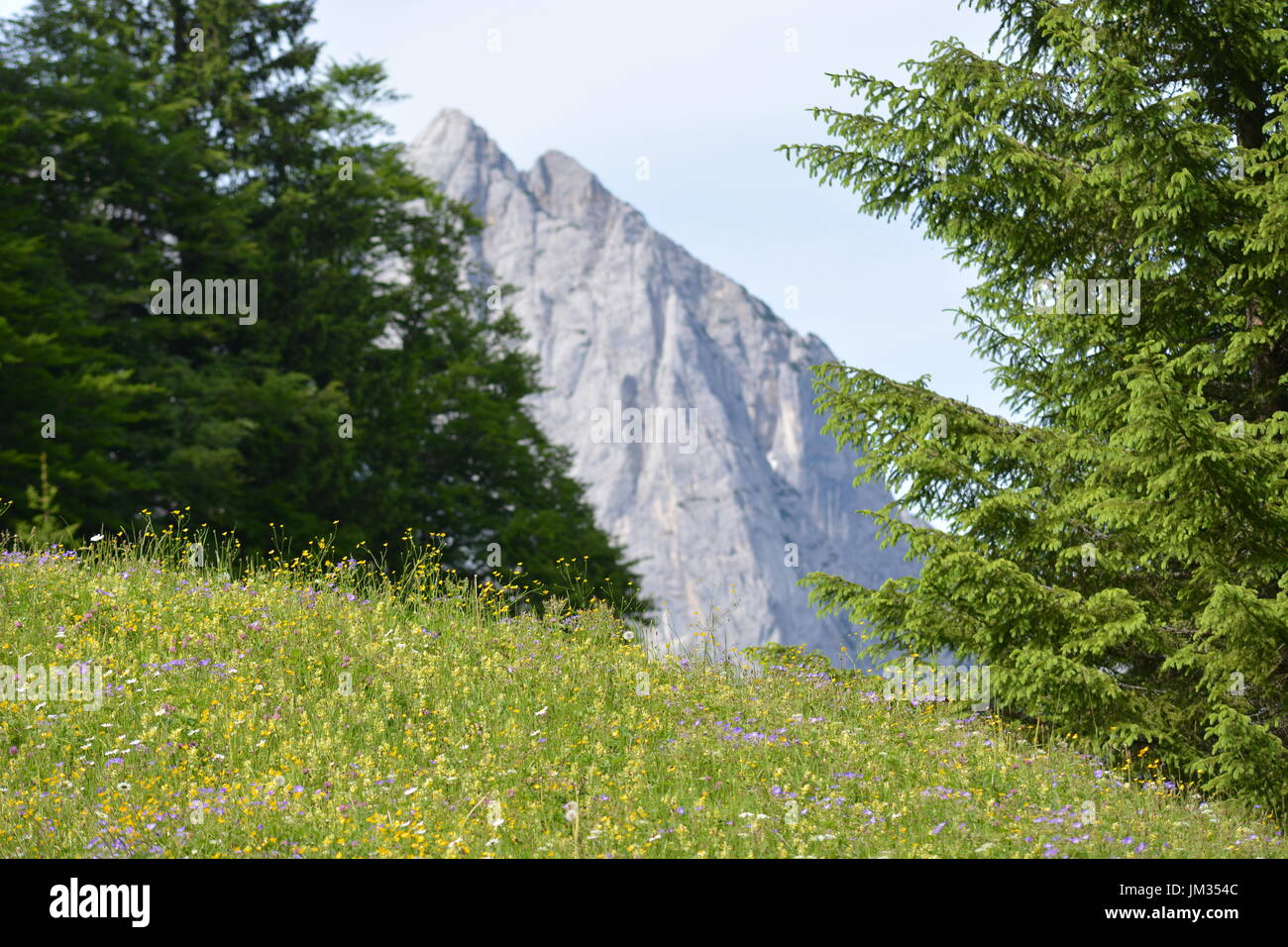 Berchtesgaden, Germania - 8 giugno 2017 - splendidi fiori in tedesco Alpi Foto Stock