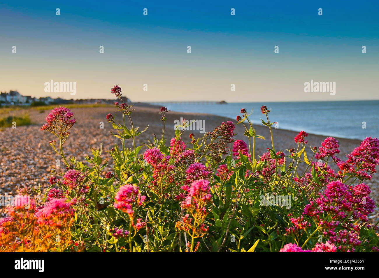 Fiori da spiaggia immagini e fotografie stock ad alta risoluzione - Alamy