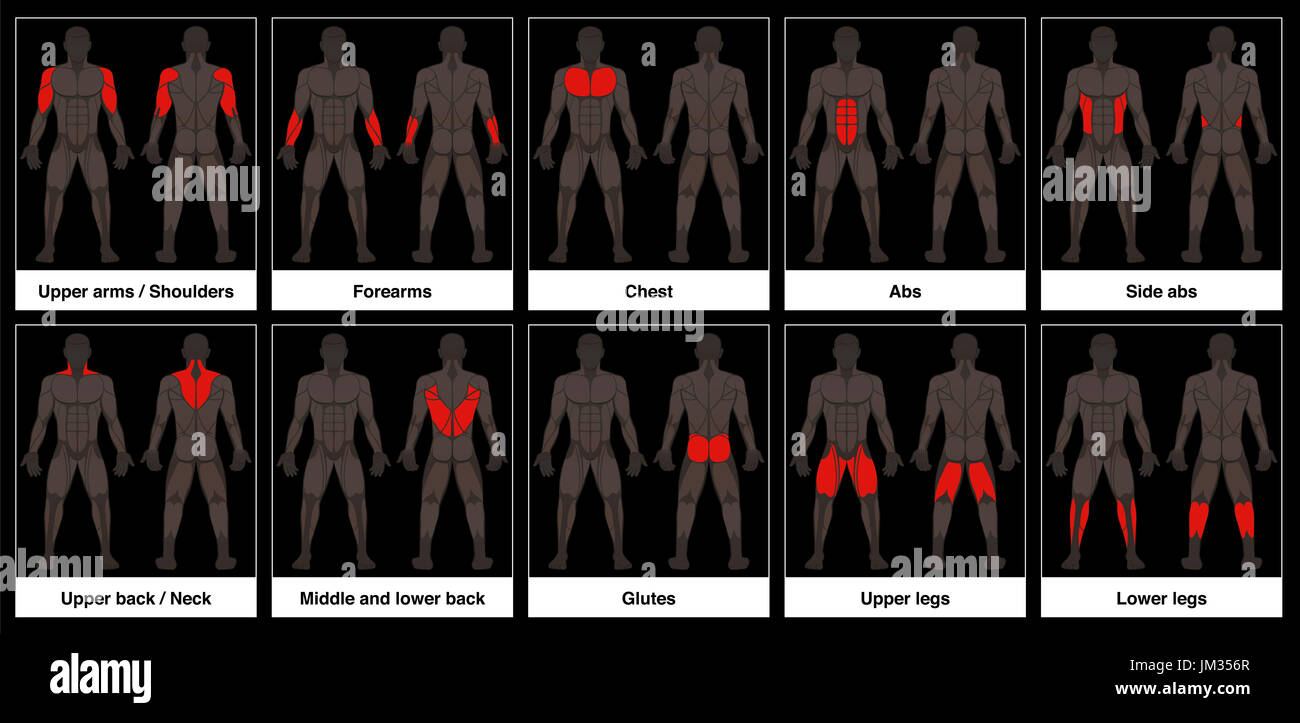 Diagramma del muscolo - corpo maschio, frontale e vista posteriore con evidenziate in rosso le parti muscolari. Foto Stock