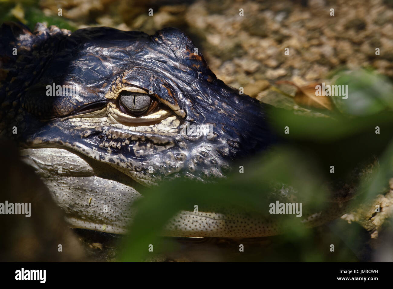 Giovani caimano spectacled - crocodilus Caimano Foto Stock