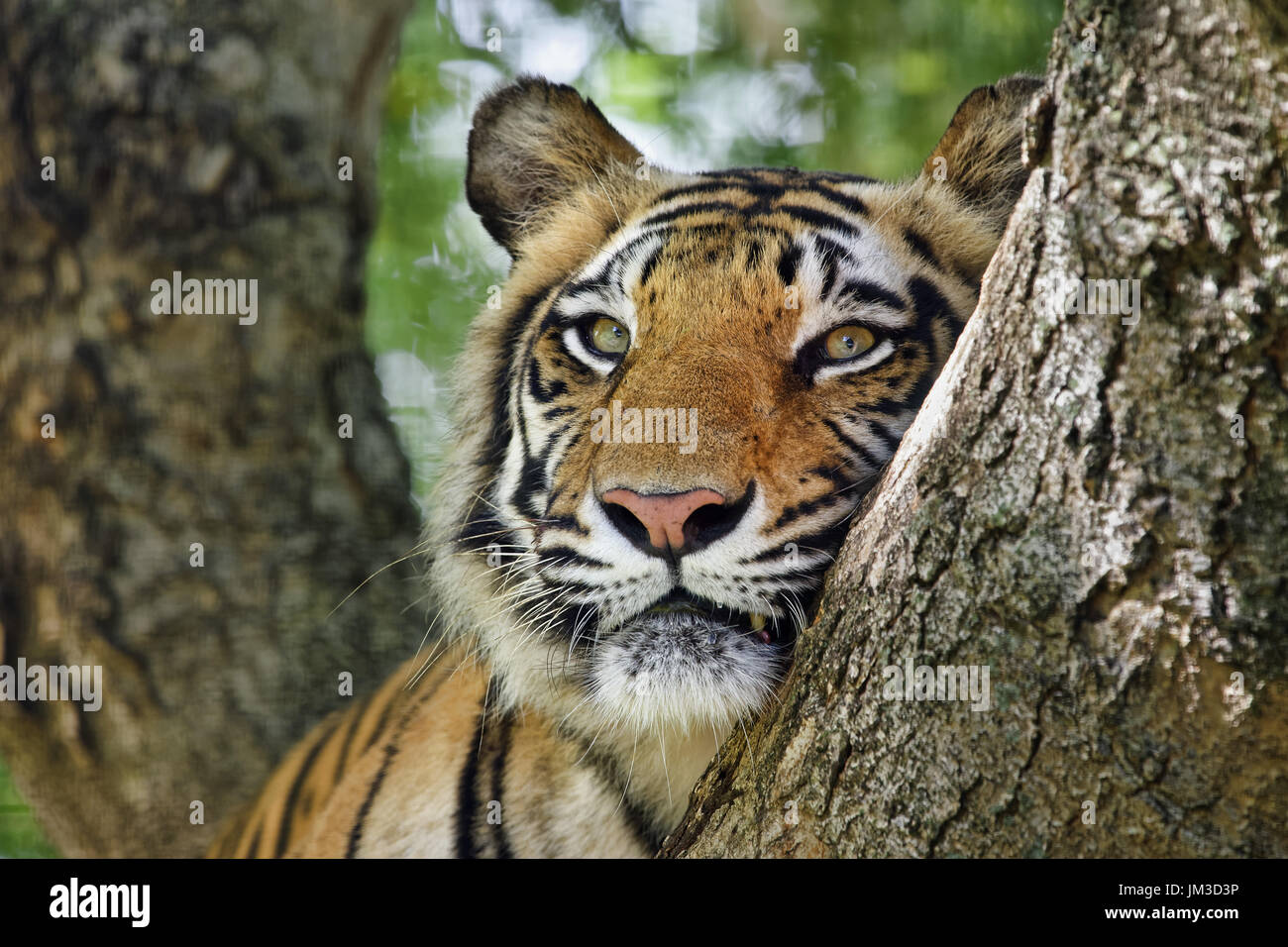 Tigre del Bengala - Panthera tigris tigris Foto Stock