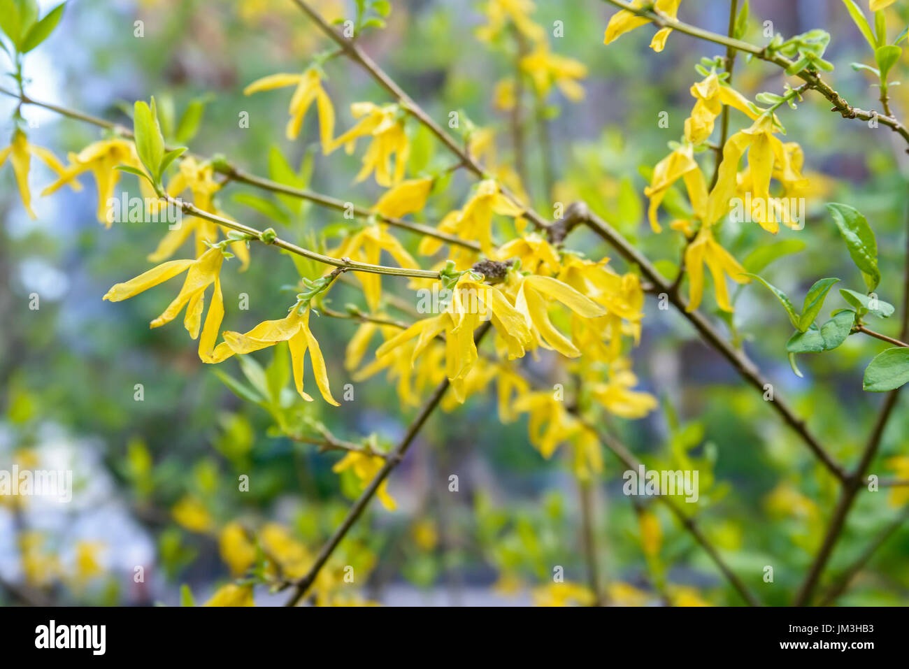 Chiudere il ramo di fioritura di forsitia intermedio con fiori gialli e foglie verdi Foto Stock