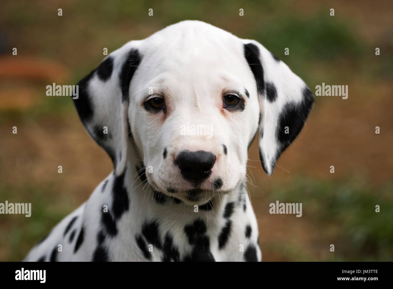 Ritratto di dalmata cucciolo di 8 settimane Foto Stock