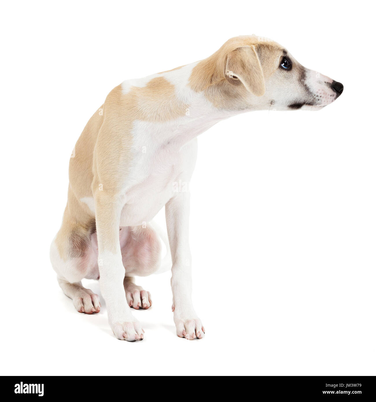 Curioso carino whippet cucciolo di cane seduto isolato su sfondo bianco Foto Stock
