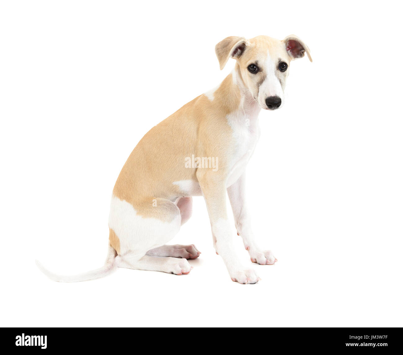 Carino il Whippet cucciolo di cane seduto isolato su sfondo bianco Foto Stock